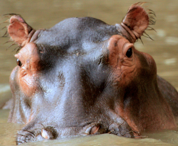 Hippopotame - Sécurité psychologique